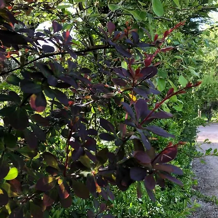 Casas Dos Infantes - * カルダス・ダ・ライーニャ