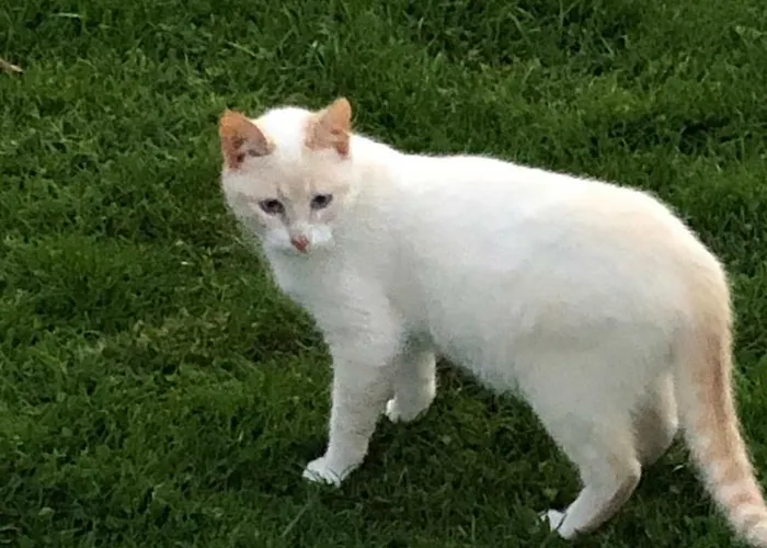 Alojamento de Turismo Rural Casas Dos Infantes - Caldas Da Rainha